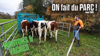 🐑 Théo met des MOUTONS dans ses CHAMPS amp ON fait du PARC et de la BÉTAILLÈRE 🐄 [upl. by Warp]