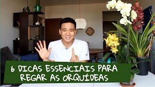 6 Dicas para regar as orquídeas [upl. by Brasca101]