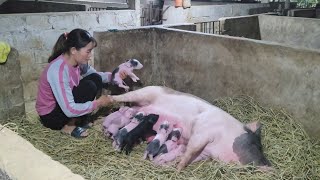 Pigs give birth Chit first time mother Episode 116 [upl. by Zurkow]