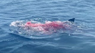 18 Foot Great White Shark Grabs Female Tourist Off Boat [upl. by Assyli]