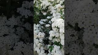 Spirea Snowmound  Spiraea Nipponica  Spiraea Flower in Canada  Shorts [upl. by Candi434]