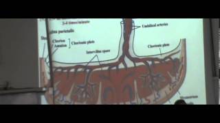 Embryology Dr Hossam Placenta 20 December 2014 [upl. by Hahnert442]