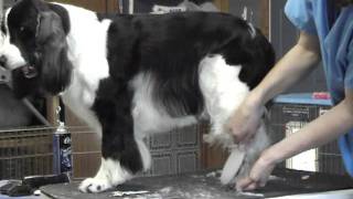 English Springer Spaniel Grooming Part 3 [upl. by Faubert112]