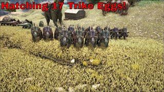 HATCHING 17 TRIKE EGGS ARKSURVIVAL EVOLVED 53 [upl. by Llemar547]