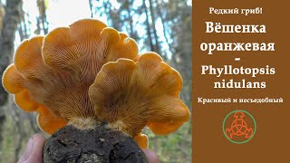 Редкий гриб Вёшенка оранжевая  Phyllotopsis nidulans Красивый и несъедобный [upl. by Anerys]