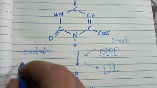 Pyrimidine biosynthesis in UrduHindi [upl. by Annod]