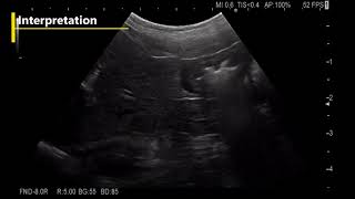 Esophagus Stomach Duodenum Dog Ultrasonound Examination [upl. by Doyle]