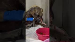 With A Nose That Has Been Ripped Clean Off His Face Sickly Pup Needs URGENT Help STORY BELOW [upl. by Cheyney]