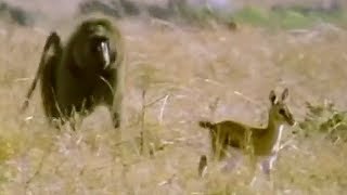 The Chimpanzees Monkey Ambush  Predators  BBC Earth [upl. by Winnah662]