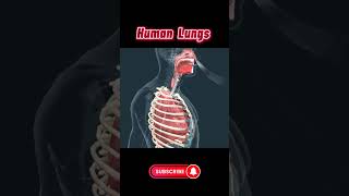 Human Lungs 3D animation  Respiratory System ll Lungs ♥️ [upl. by Haelem]