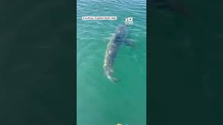 Great white shark spotted off Maine coast [upl. by Geiss]