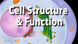 Cell Structure and Functions Animation [upl. by Atiker]