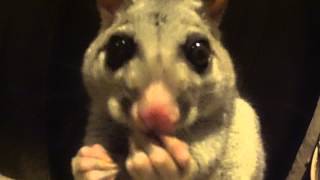 Aww adorable cute furry possum and hand feeding and to touch this amazing animal [upl. by Ahseirej]