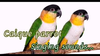 Caique parrot singing sounds [upl. by Paz]