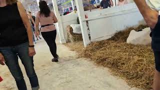 Looking at more cows at the Sheboygan County Fairgrounds in Plymouth WI 😄 [upl. by Rehtaeh]