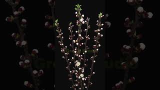 Time lapse of blooming apricot flowers bouquet [upl. by Eillehs231]