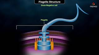 Flagellar structure  Grampositive and Gramnegative cells [upl. by Elke]