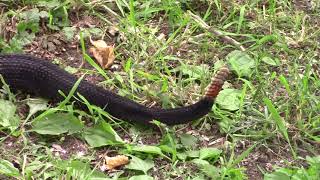 Rattlesnake Roundup June 18 2022 [upl. by Newbill]