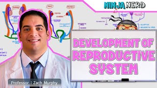 Embryology  Development of Reproductive System [upl. by Ennairac]