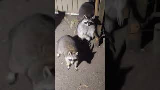 raccoon baby raccoon raccoons animal animalhelp fyp animals animallover animalshorts cute [upl. by Gnurt]