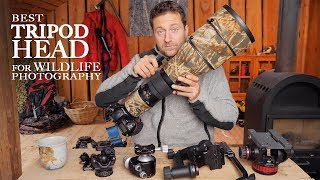 Best TRIPOD HEAD for WILDLIFE PHOTOGRAPHY  Ballhead vs gimbal vs video head photo friday [upl. by Immat674]