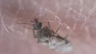 Culicoides nubeculosus adult feeding [upl. by Shaff960]