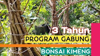 PROGRAM GABUNG BONSAI KIMENG TIGA TAHUN [upl. by Milas]