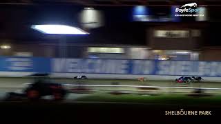 2024 BoyleSports Irish Greyhound Derby 1st SemiFinal [upl. by Ahsital]