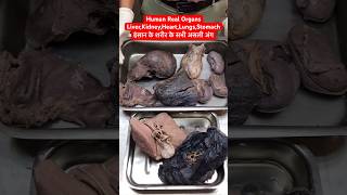 Human Real Organs Liver Kidney Heart Lungs Stomach  इंसान के शरीर के असली अंग viral shorts [upl. by Encrata701]