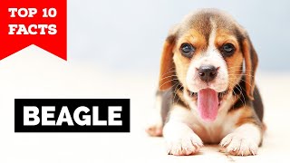 Beagle  Top 10 Facts [upl. by Ynnol]