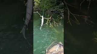 Le pouvoir du Variant 🦠 bigbait fishing bigpike kayakfishing swimbait [upl. by Shaner315]