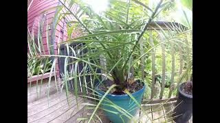 Canary Island Date Palms out growing their pots [upl. by Anahsar]