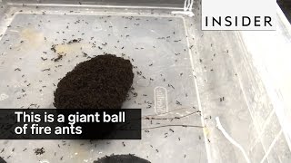 This is a giant ball of fire ants [upl. by Dulcea]