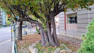 Worlds oldest Quince Cydonia oblonga Tree in Switzerland [upl. by Dav]