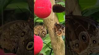 🦋 Butterfly garden Vancouver BC [upl. by Rodenhouse168]