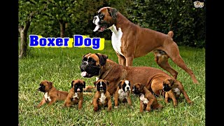 Boxer dog breed information [upl. by Prosper]