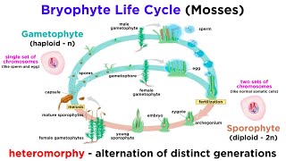 Bryophytes and the Life Cycle of Plants [upl. by Recneps968]