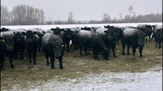 Kurt amp Teresa Thielen  55 AprilMay Black Angus Bred Heifers Rose Prairie BC [upl. by Llehcam]