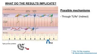 Possible mechanisms by which Bacteroides thetaiotaomicron can interact with the ENS [upl. by Phenice]