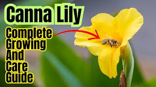 How To Grow Canna Lily  Complete Care Guide [upl. by Launam]