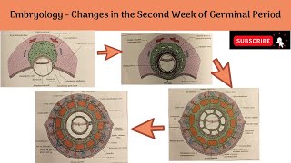 Changes in the Second Week of Germinal period  Changes in the Trophoblast amp Embryoblast [upl. by Nairod]