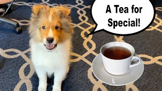 quotA Tea for Specialquot 🫖🐶☕️ Like amp Subscribe on Cricket quotthe sheltiequot Chronicles e338 [upl. by Jackelyn]