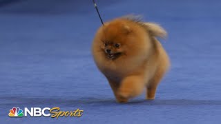 National Dog Show 2022 Toy Group Full Judging  NBC Sports [upl. by Petula]