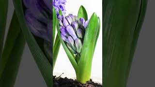 Hyacinth Time Lapse [upl. by Kurth]