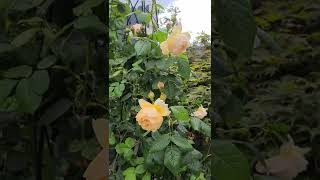 David Austin Wollerton Old Hall climbing rose in a pot with an obelisk for 5 years [upl. by Isis728]