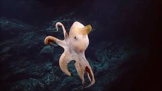 Une pieuvre Dumbo Grimpoteuthis sp le long des Kingman Ridges [upl. by Josepha]