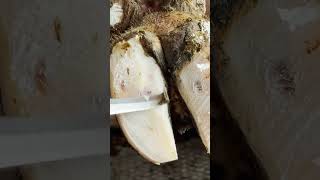 HUGE PUS ABSCESS IN COWS HOOF asmr farrier shorts satisfying [upl. by Namilus]