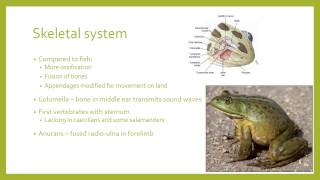 Amphibian physiology [upl. by Remlap]