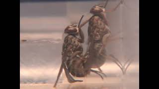 Tsetse flies mating behavior Glossina palpalis [upl. by Kampmeier145]