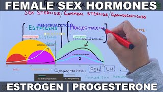 Female Sex Hormones  Estrogen amp Progesterone [upl. by Eimme]